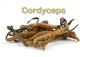 Preview: Cordyceps - günstig kaufen erfahrungen