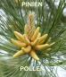 Preview: Pinien Pollen Pulver, Muskelaufbau