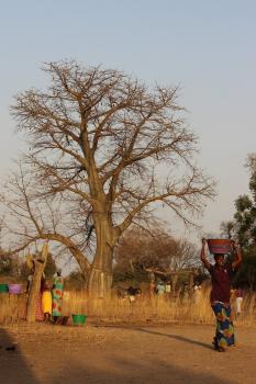 Baobab Öl kalt gepresst