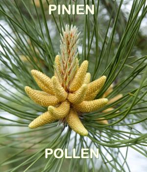 Pinien Pollen Pulver, Muskelaufbau