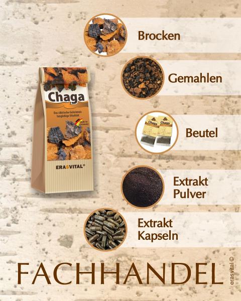 Chaga-Pilz mit rosenblüten im teebeutel