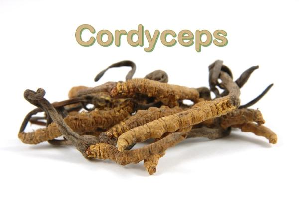 Cordyceps - günstig kaufen erfahrungen