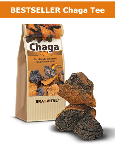 Chaga natur Brocken Birkenpilz aus der frostigen Taiga